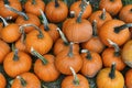 Pumpkins on farm in autumn