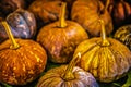 Nurturing the Harvest - Curing, Storing, and Enjoying Local Pumpkins