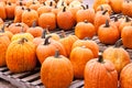 Pumpkins Farmers Market