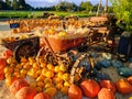 Pumpkins on a Farm Northern California Royalty Free Stock Photo