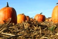 Pumpkins in field