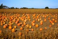 Pumpkins in field