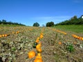 Pumpkins in field