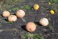 Pumpkins on a field of black earth