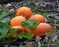 Pumpkins in a field