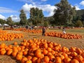 Pumpkins in the field during harvest time in fall. Halloween preparation