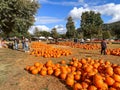 Pumpkins in the field during harvest time in fall. Halloween preparation