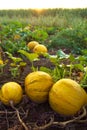 Morning On Pumpkins Field, Slovenia Royalty Free Stock Photo