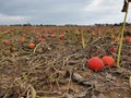 Pumpkins at a field in the nature Royalty Free Stock Photo