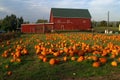 Pumpkins in the field, Portland Oregon. Royalty Free Stock Photo