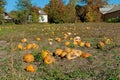 Pumpkins field in Ukrainian countryside