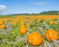 Pumpkins Fields under Sky