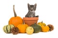 Pumpkins and a flower pot with a tabby baby cat