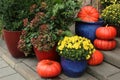 Pumpkins and flowers composition