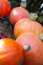 Pumpkins gathered from a garden