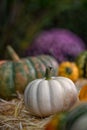 Pumpkins and gourds Royalty Free Stock Photo