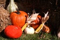 Pumpkins, gourds and corn Royalty Free Stock Photo