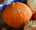Pumpkins and gourds covered in warts are popping up in pumpkin-picking patches Royalty Free Stock Photo
