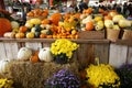 Pumpkins and gourds of different varieties