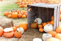 Pumpkins and gourds Royalty Free Stock Photo