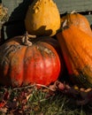Pumpkins and Gourds in Fall 2 Royalty Free Stock Photo