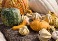 Pumpkins and gourds Royalty Free Stock Photo