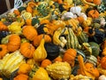 Pumpkins and gourds for sale at Jeter Mountain Farms in Hendersonville, NC