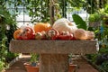 Pumpkins / gourds / squash photographed in the greenhouse at Babylonstoren, Franschhoek, South Africa. Royalty Free Stock Photo