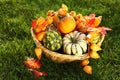 Pumpkins in the grass