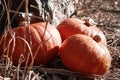 Pumpkins in grass.. Spooky scene