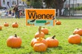 Pumpkins on the grass for Senator hosted pumpkin carving Royalty Free Stock Photo