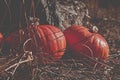 Pumpkins in grass. Spooky scene