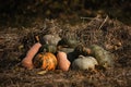 Pumpkins of green and orange color of different varieties and shapes lie in hay covered with straw. Minimalistic background for Royalty Free Stock Photo