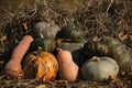 Pumpkins of green and orange color of different varieties and shapes lie in hay covered with straw. Minimalistic background for Royalty Free Stock Photo