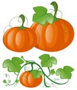 Pumpkins on green vine Royalty Free Stock Photo