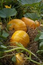 Pumpkins growing in an autumn vegetable garden Royalty Free Stock Photo
