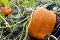 Pumpkins Growing In The Pumkin Patch Royalty Free Stock Photo