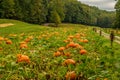 Pumpkins growing in a pumpkin patch Royalty Free Stock Photo