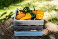 Pumpkins and Guords in Wooden Crate Outdoors