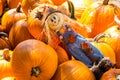 Pumpkins for Halloween with Scarecrow Royalty Free Stock Photo