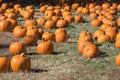 Pumpkins, Halloween season at a pumpkin patch Royalty Free Stock Photo