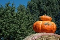 Pumpkins Royalty Free Stock Photo