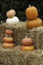 Pumpkins Royalty Free Stock Photo