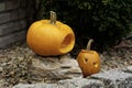 Pumpkins Royalty Free Stock Photo