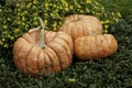 Pumpkins Royalty Free Stock Photo