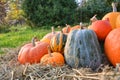 Pumpkins harvest on straw Royalty Free Stock Photo