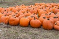 Pumpkins