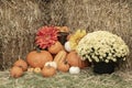 Pumpkins, hay bales and mums on display Royalty Free Stock Photo