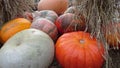 Pumpkins on the hay