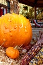 Pumpkins And Indian Corn Make Colorful Autumn Display Royalty Free Stock Photo